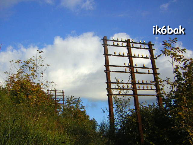 Italian Telegraph Insulators